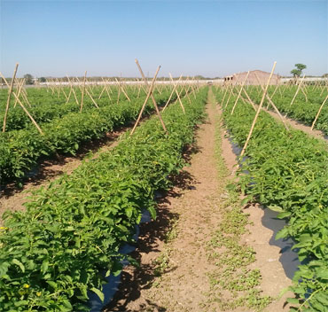 Organic Food